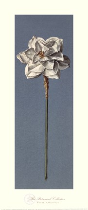 Framed White Narcissus Print