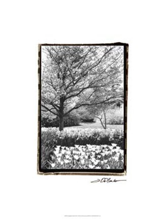Framed Springtime Garden III Print