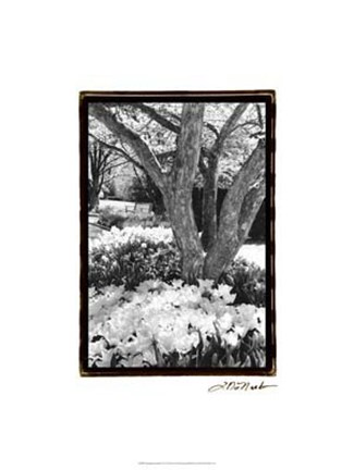 Framed Springtime Garden VI Print