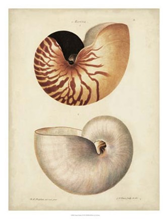 Framed Antique Nautilus I Print