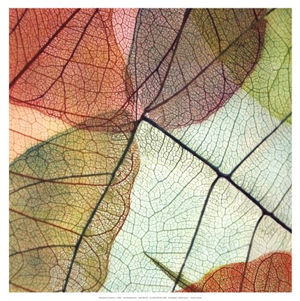 Framed Colourful Leaves II Print
