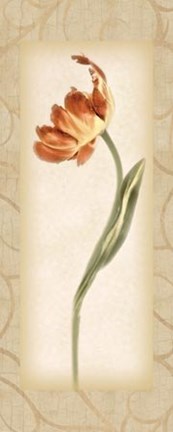 Framed Blossom III Tulip Print