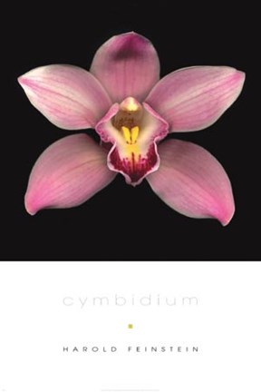 Framed Cymbidium Print