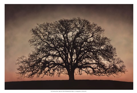 Framed Majestic Oak Print