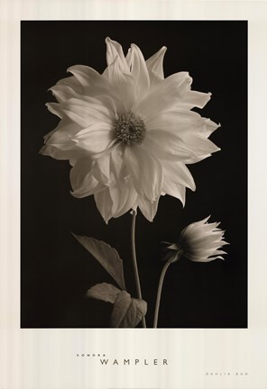 Framed Dahlia Bud Print