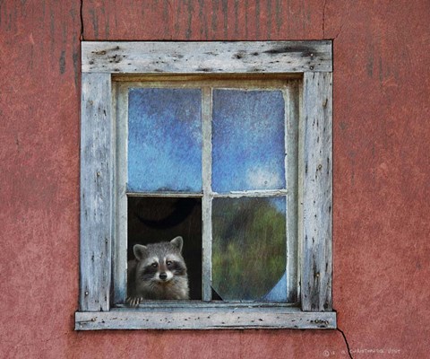 Framed Raccoon Window Print