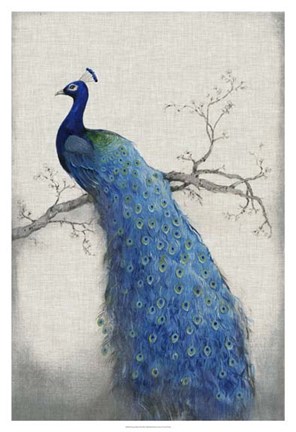 Framed Peacock Blue II Print