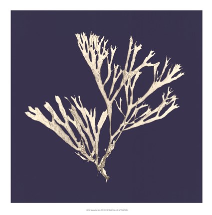 Framed Seaweed on Navy II Print