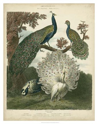 Framed Peacock Gathering Print