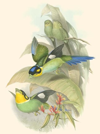 Framed Small Birds of Tropics I Print