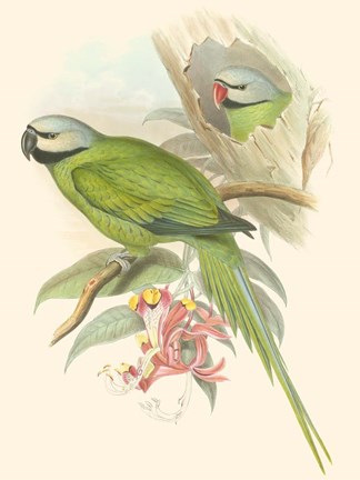 Framed Small Birds of Tropics II Print