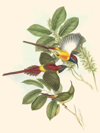 Framed Small Birds of Tropics III Print