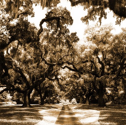 Framed Druid Oak Square II Print