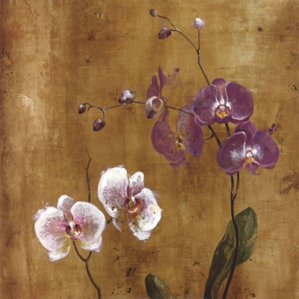Framed Orchid Bloom I Print