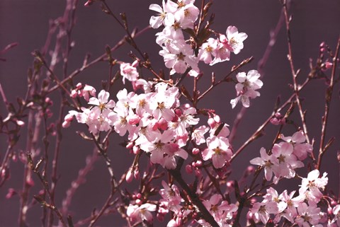 Framed Spring Blossom - Purple Print