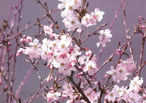 Framed Spring Blossom - Pink Print