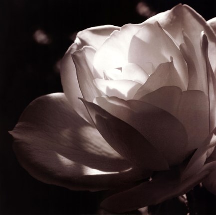 Framed White Rose II Print
