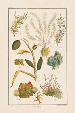 Framed Sea Plants II Print