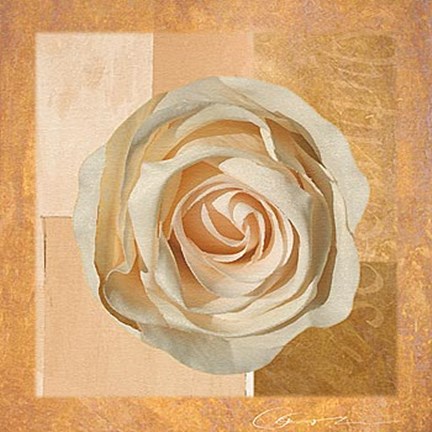 Framed Warm Rose I Print