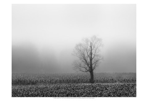 Framed Fog &amp; Tree Print