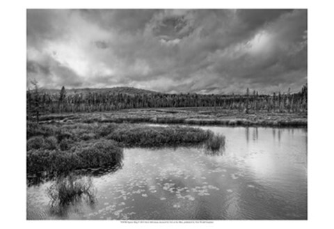 Framed Spruce Bog Print