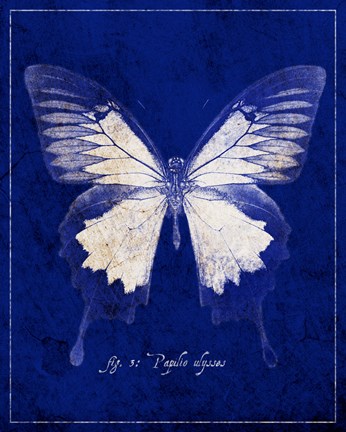 Framed Blue Mountain Butterfly Cyanotype Print