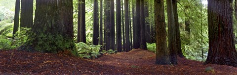 Framed Redwoods 1 Print