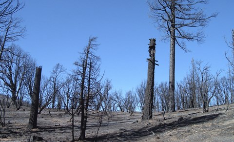 Framed Burned Trees in California Print
