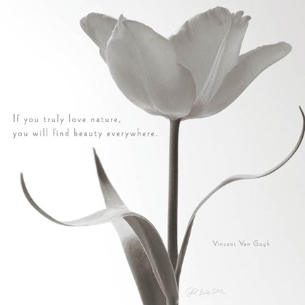 Framed Tulip Beauty Print