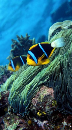 Framed Allard&#39;s anemonefish (Amphiprion allardi) in the ocean Print