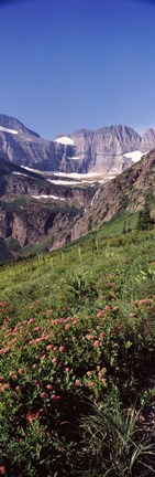 Framed Alpine wildflowers on a landscape, US Glacier National Park, Montana, USA Print