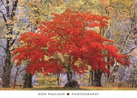 Framed Cascade Fall Colors Print