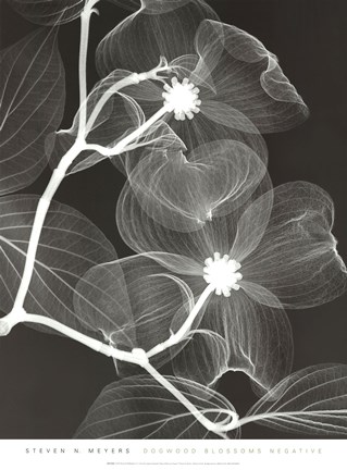 Framed Dogwood Blossoms - Negative Print