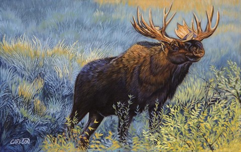 Framed Yellowstone Moose Print