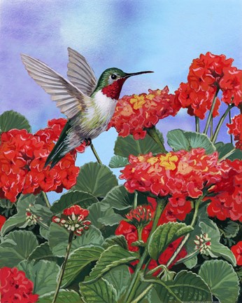 Framed Hummingbird And Flower 2 Print
