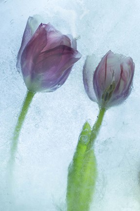 Framed Flowers on Ice-1-2 Print