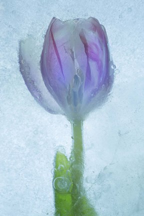 Framed Flowers on Ice-3 Print