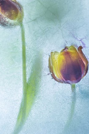 Framed Flowers on Ice-9-2 Print