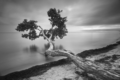 Framed Water Tree 10 BW Print