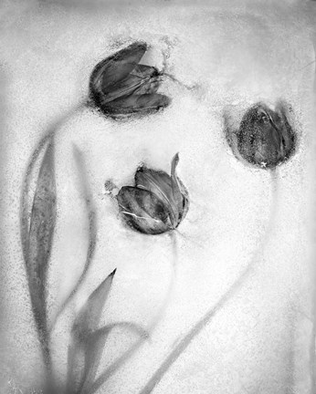 Framed Tulipanes Rojos-2 Print