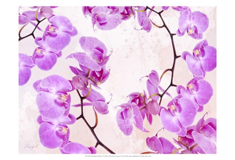 Framed Fluttering Orchid II Print