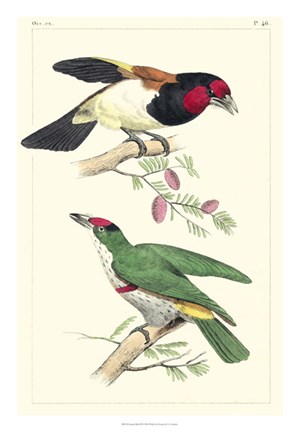 Framed Lemaire Birds III Print