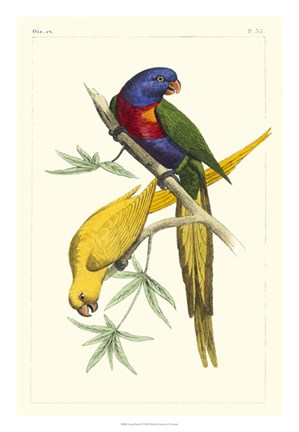 Framed Lemaire Parrots IV Print