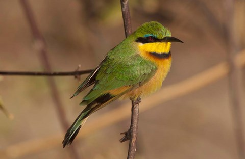 Framed Bee Eater, Botswana Print