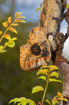 Framed Giant Madagascar or Oustalet&#39;s Chameleon, Montagne des Francais Reserve Antsiranana, Northern Madagascar Print