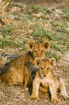Framed Africa, Tanzania, Katavi, lion cubs playing Print