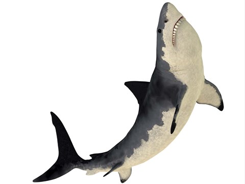Framed Megalodon shark from the Cenozoic Era Print