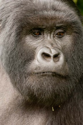 Framed Close up of a Mountain gorilla, volcanoes national park, Rwanda Print