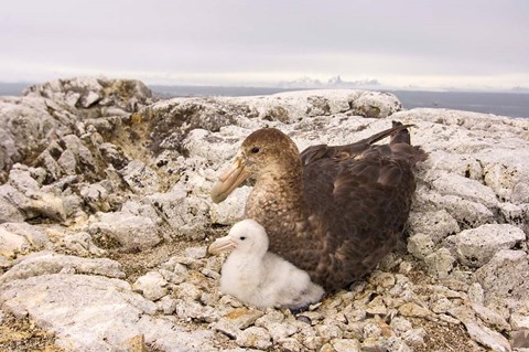 Framed Southern giant petrel nest, Antarctic Peninsula Print