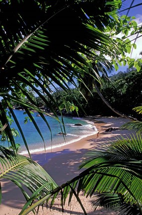 Framed Tropical Foliage and Beach, Seychelles Print